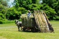 Amish farmers making hay