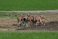 Amish Farmers Tilling the Earth Royalty Free Stock Photo