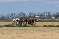 Amish Farmers Tilling the Earth Royalty Free Stock Photo