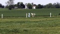 An Amish Girl Teaching a New Young Painted Horse to Run