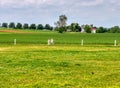 Amish Girl Training and Running with a Young Pony on a Sunny Summer Day