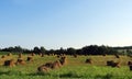 Amish hay stack piles in the field after harvest Royalty Free Stock Photo