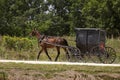 Amish horse and black buggy Royalty Free Stock Photo