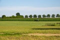 Amish Horse and Buggy Heading Home Royalty Free Stock Photo