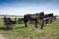 Amish horse and buggy,hitched Royalty Free Stock Photo