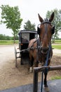 Amish horse and buggy,hitched Royalty Free Stock Photo