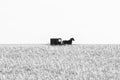 Amish horse-drawn buggy in a harvested field of corn in black and white, Lancaster County, PA Royalty Free Stock Photo