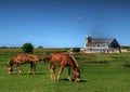 Amish Horse Farm Royalty Free Stock Photo
