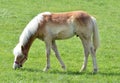 Amish horse grazing. Royalty Free Stock Photo