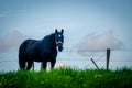 Amish Horse Royalty Free Stock Photo