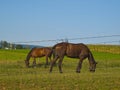 Amish Horses