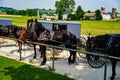 Amish Horses and Buggies Royalty Free Stock Photo