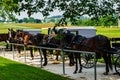 Amish Horses and Buggies