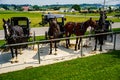 Amish Horses and Buggies Royalty Free Stock Photo