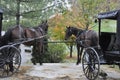 Amish Horses and Carriages Royalty Free Stock Photo