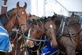 Amish Horses tethered near barn