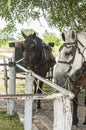 Amish horses tied to a hitching post Royalty Free Stock Photo