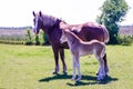 Amish Mare and Foal.