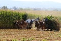 Amish Men Harvesting Corn