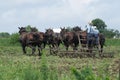 Two Amish farmers at work Royalty Free Stock Photo