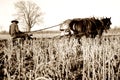 Amish plow horses Royalty Free Stock Photo