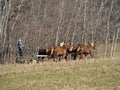 Amish plowing field in spring Royalty Free Stock Photo