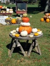 Amish Pumpkin Harvest