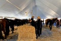 Amish Volunteers Tend Horses for Sale