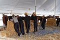Amish Volunteers Tend Horses for Sale