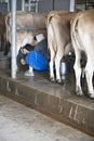 Amish Woman Miling Cows