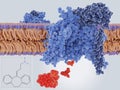 The antidepressive drug amitriptyline blocking a neuronal sodium channel