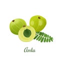 Amla fruit illustration. Indian gooseberry, Malacca tree, or amalika. Edible fruit