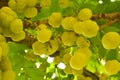 AMLA FRUIT YELLOW COLOR IN TREE