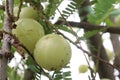 Amla gooseberry on tree in farm