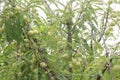 Amla gooseberry on tree in farm