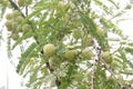 Amla gooseberry on tree in farm