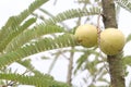 Amla gooseberry on tree in farm