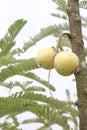 Amla gooseberry on tree in farm