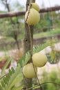 Amla gooseberry on tree in farm