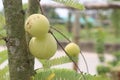 Amla gooseberry on tree in farm