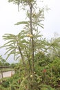 Amla gooseberry on tree in farm