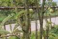 Amla gooseberry on tree in farm