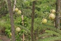 Amla gooseberry on tree in farm