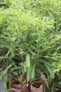 Amla gooseberry tree plant in farm