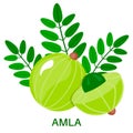 Amla icon in flat style isolated