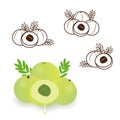 Amla Indian gooseberry vector, outline drawing vector set on white background.