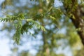 Amla (Phyllanthus emblica) leaves