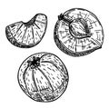 Amla sketch illustration. Phyllanthus emblica vector design elements. Indian gooseberry sketch. Tropical Fruits, hand