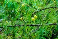 Amla tree with Amla fruits