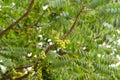 Amla tree closeup green healthy